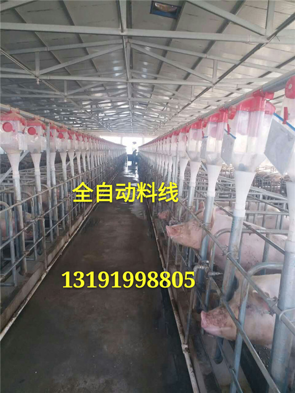豬用自動化上料設(shè)備安裝